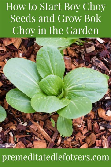 How To Grow Bok Choy Tips On Starting Planting Container Gardening