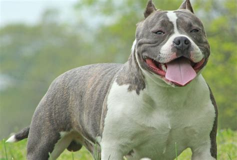 Pocket Pitbull Dog Breed Cute Companion Among Small Pitbulls