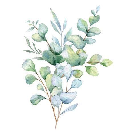 Premium Vector Eucalyptus Watercolor Illustration Hand Panted