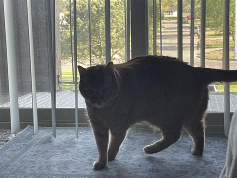 Baby was sunbathing and something went terribly wrong : r/IKEApets