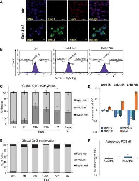 Brdu Treatment Leads To A Loss Of Global Cpg Methylation In Nsc A