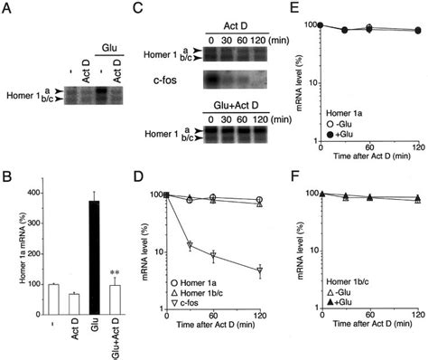 The Effect Of Actinomycin D On The Induction And Turnover Of Homer 1