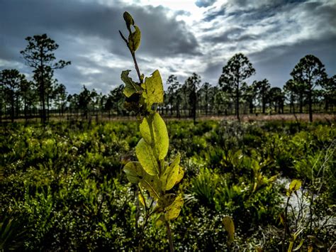 Lake Wales Ridge Wildlife And Environmental Area Lake Wales Fl The Lazy Naturalist