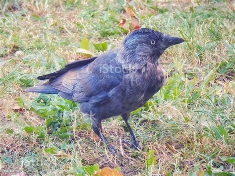 Black Crow Chick Bird Closeup Background Stock Photo Download Image