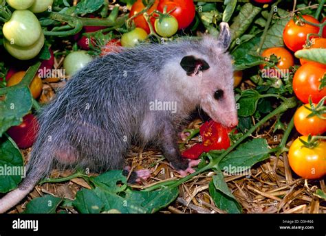 Opossum possum fotografías e imágenes de alta resolución Alamy