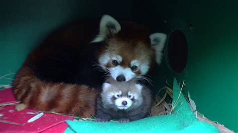 Fluffy Red Panda