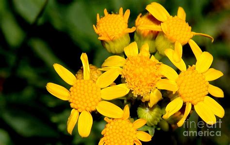 Prairie Groundsel Photograph By Patrick Short Fine Art America