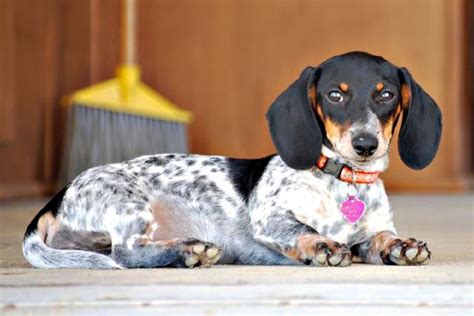 Fun Facts About the Piebald Dachshund - Doglopedix