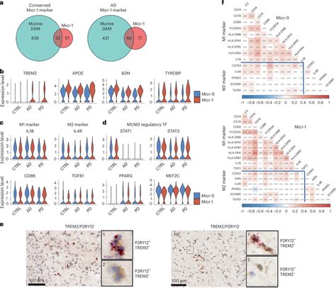 Characterization Of The Human Activated Microglia A Venn Diagram Download Scientific Diagram