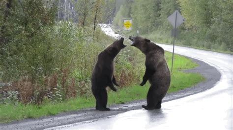 Captura La Salvaje Pelea De Dos Osos En Medio De La Carretera