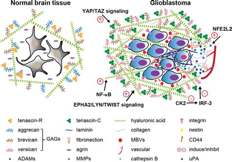 Reorganization Of The Extracellular Matrix In Gbm Left Normal Brain