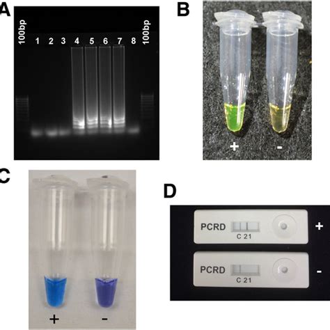 Simultaneous Fluorometric And Colorimetric Loop Mediated Isothermal