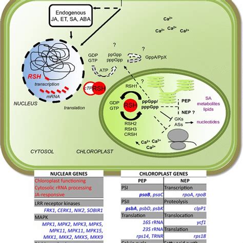 Overview Of A Proposed Model For The Plant Stringent Response