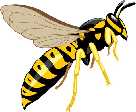 Hornet Insect Transparent File Png Play