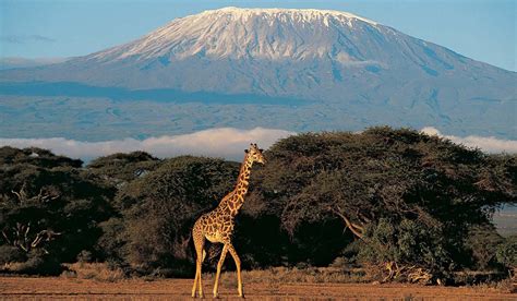 Kilimanjaro National Park – Guide, Map, Faq and more