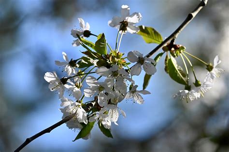 Flor De Cerejeira Rvore Cereja Foto Gratuita No Pixabay Pixabay