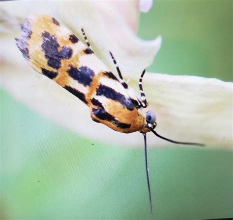 Common Spragueia Moth From Beaumont MS 39423 USA On August 29 2020