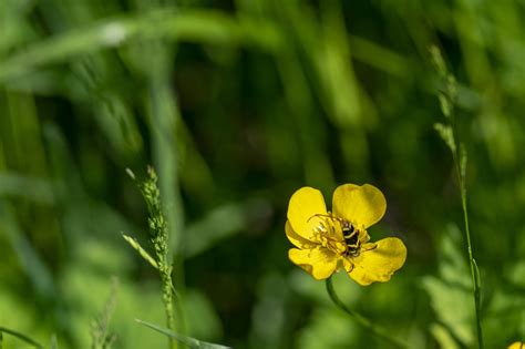 Macro Flor Flores Silvestres Foto Gratis En Pixabay Pixabay