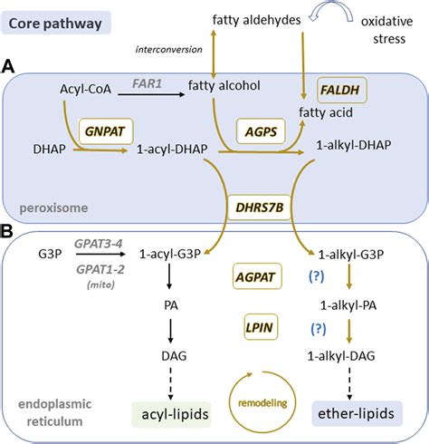 Peroxisomal Core Ether Lipid Biosynthetic Pathway Is Present In Sperm