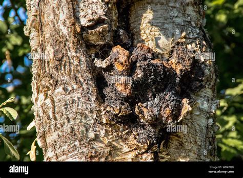 Chaga Mushroom Also Known As Inonotus Obliquus Growing Out Of An Birch