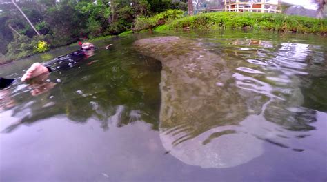 Is Swimming with Manatees in Crystal River, Florida Worth It? (Yes)