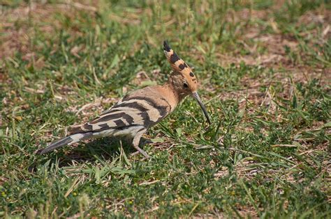 Hoopoe Bird Insectivorous - Free photo on Pixabay - Pixabay