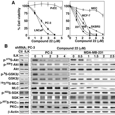 Effects Of On Cell Viability And Ilk Signaling A Dose Dependent