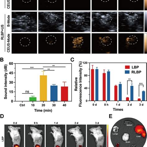 A In Vivo B Mode And Ceus Mode Ultrasonic Images Around The Sciatic