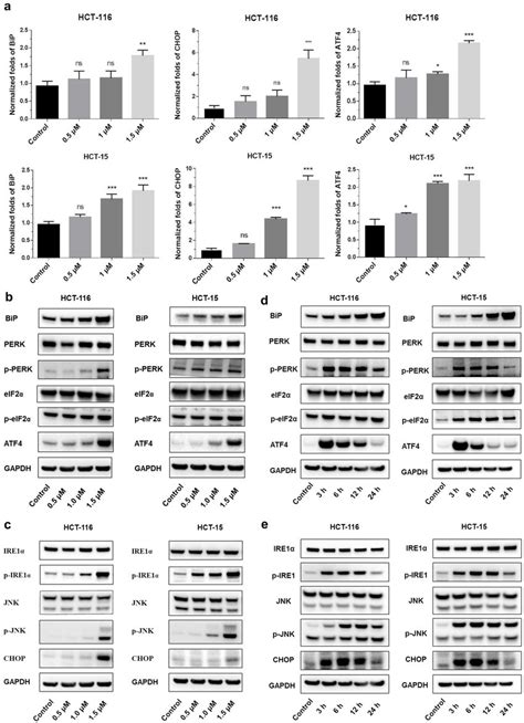 Shikonin Induced Apoptosis Of Colorectal Cancer Cells A Gene