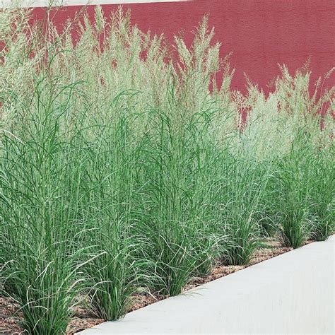 Calamagrostis Acutiflora 2 Feather Reed Grass 3d Model Cgtrader