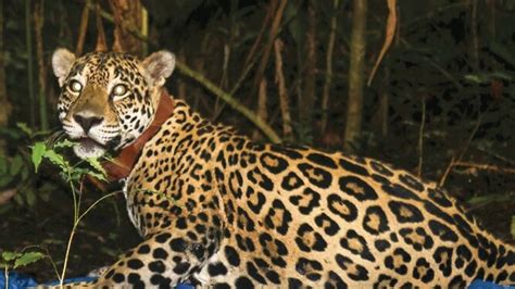 PANAMA steps up as Global Partner in protecting Endangered Species ...