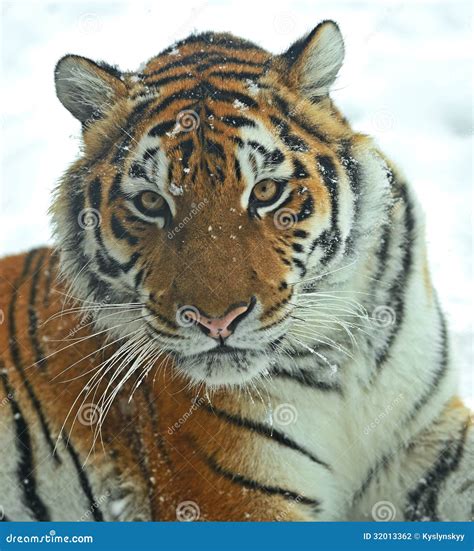 Siberian tiger stock photo. Image of amur, wildlife, wilderness - 32013362