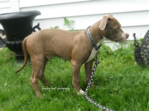 Purebred Pitbull