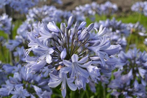 Agapanthus Bloemen Bloemen