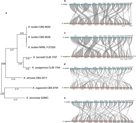 Phylogenetic Relationships And Synteny Between K Bulderi And Other