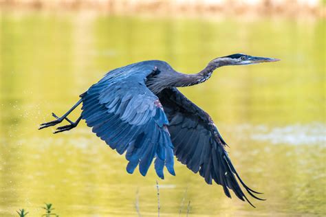 Blue Heron Bird Flying HD Wallpaper 5K | Wallpapers Share