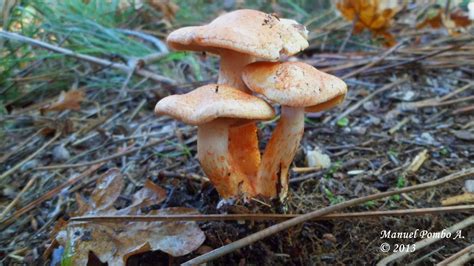 Un micólogo aficionado Cortinarius bolaris