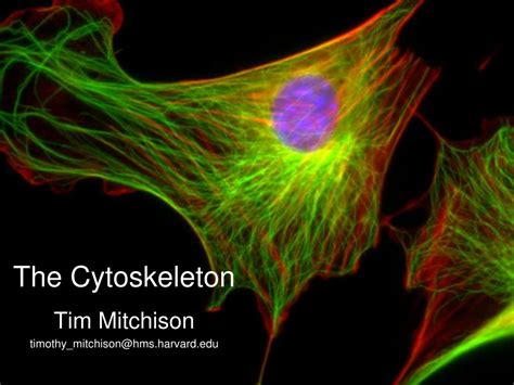 Ppt The Cytoskeleton Powerpoint Presentation Free Download Id4364214