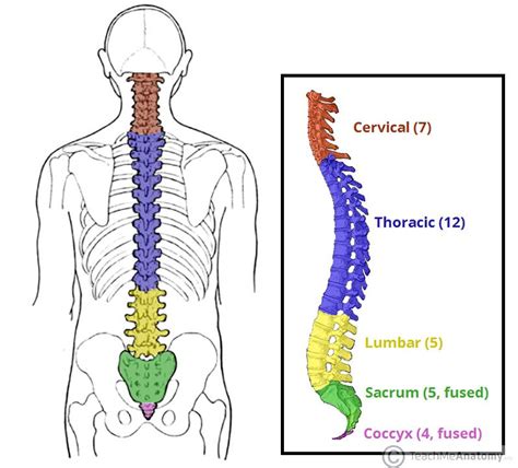 COCCYX PAIN (TAILBONE PAIN)