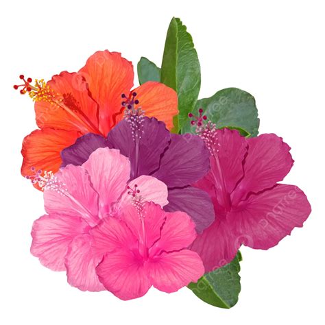 Imágenes De Flor De Hibisco Acuarela Fresca Png Flor Hibiscus Lleno De Trabajo Floreciente