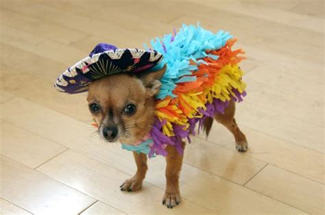 Chihuahua Costume Dog - Pets Lovers