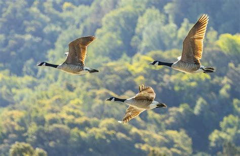 animal adaptation facts  kids  adorable facts