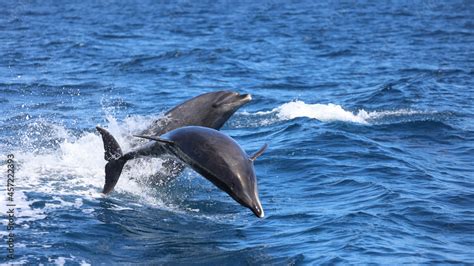 Bottlenose Dolphin Jumping