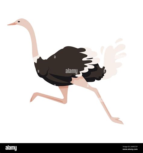 Running Ostrich Vector : Download 270+ royalty free ostrich running ...