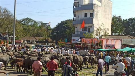 जित्राबांचे आक्रित शेतकऱ्यांना थंडा प्रतिसाद जनावरे चौकात आणताच