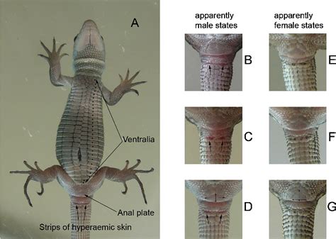 Females Having Sex With Reptiles Telegraph