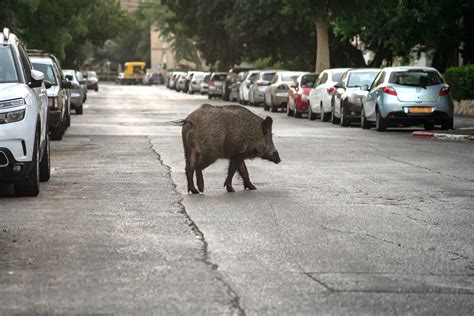 Voici Intrusions Spectaculaires De Sangliers En Ville