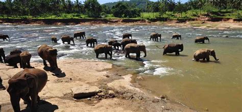 Pinnawala Elephant Orphanage