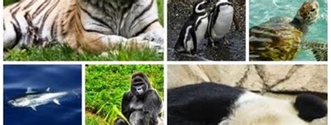 Top 10 Animais Mais Ameaçados De Extinção No Mundo Sinpro Conhecer