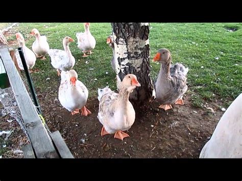 Buff Dewlap Toulouse Geese Feeding Time Youtube